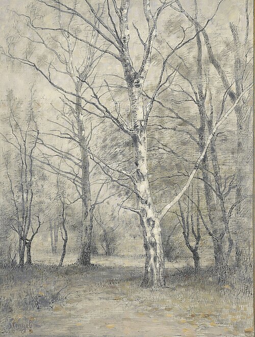 Bos met berkebomen