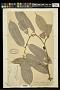 Boschia griffithii Mast.