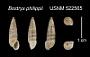 Bostryx philippii