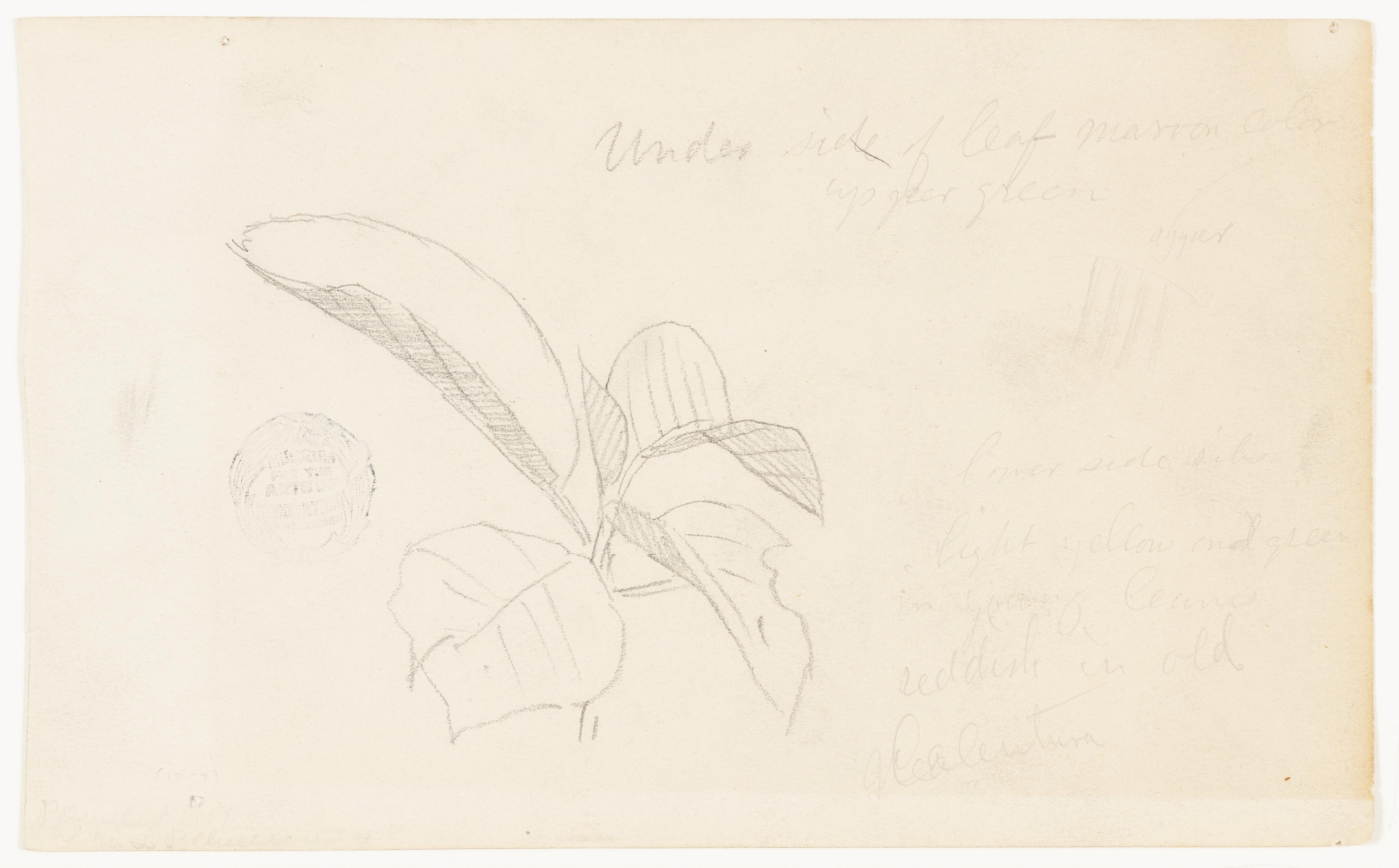 Botanical Study, Ecuador