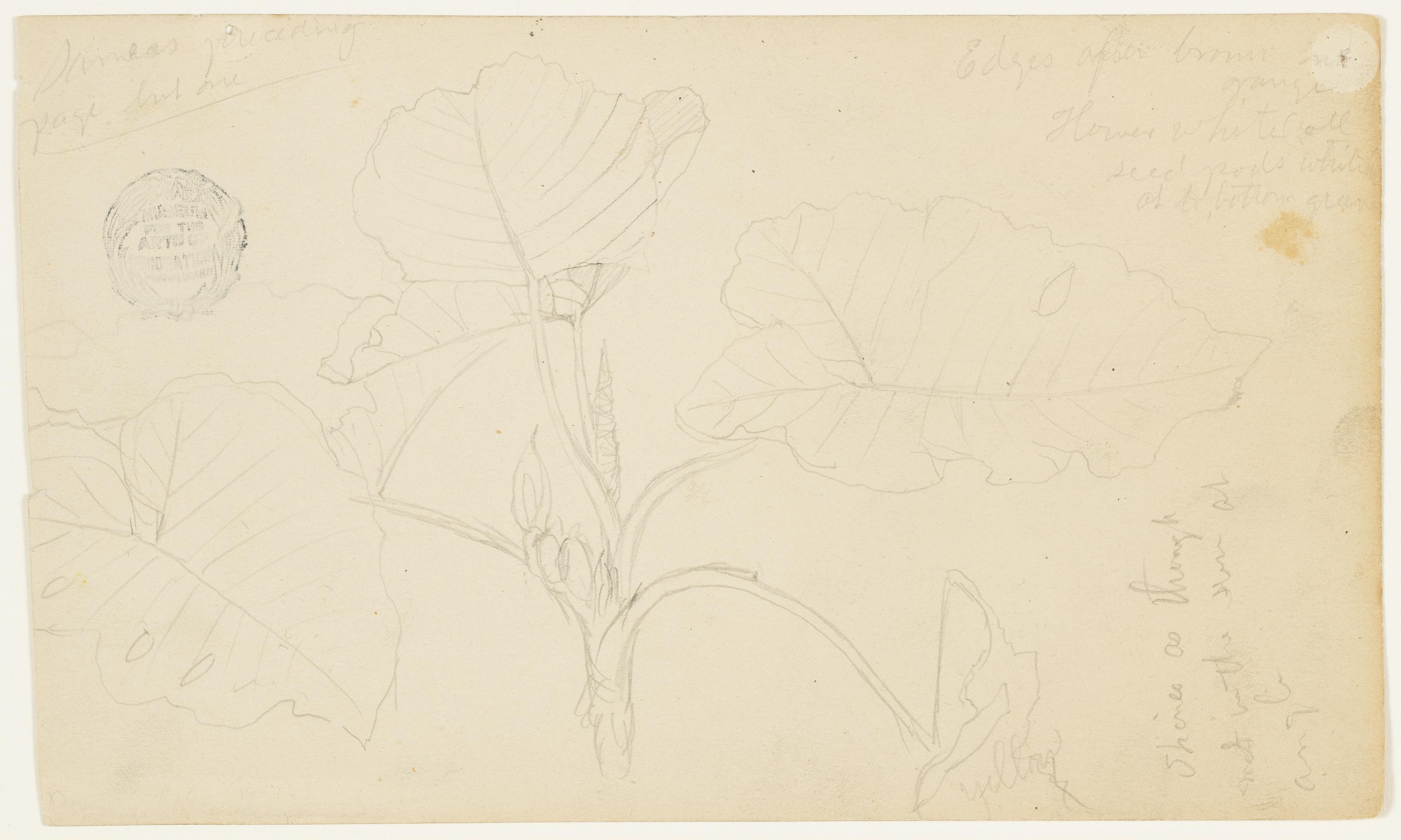 Botanical Study, Ecuador