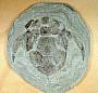 Bothriolepis sp