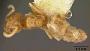 Bothriomyrmex myops
