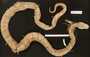 Bothrops diporus