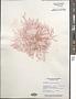 Botryocladia enteromorpha (Harv.) W.E. Schmidt et al. in W.E. Schmidt et al.