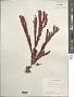Botryoglossum sp.