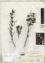 Bouvardia angustifolia Kunth
