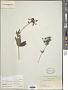Bouvardia scabra Hook. & Arn.