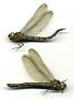 Boyeria grafiana
