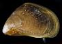 Brachidontes exustus