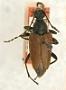 Brachyleptura brevis