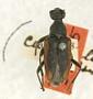 Brachyleptura cuneatula