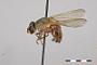 Brachyopa basalaris