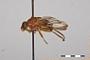 Brachyopa punctipennis
