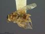 Brachyscelidiphaga flava
