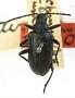 Brachysomida aterrima