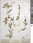 Brachystemma calycinum D. Don