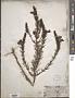 Brachystigma wrightii (A. Gray) Pennell