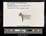 Brachythemis lacustris