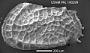 Bradleya dictyon (Brady, 1880)