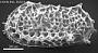 Bradleya sp.