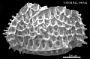 Bradleya sp.