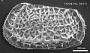 Bradleya sp.