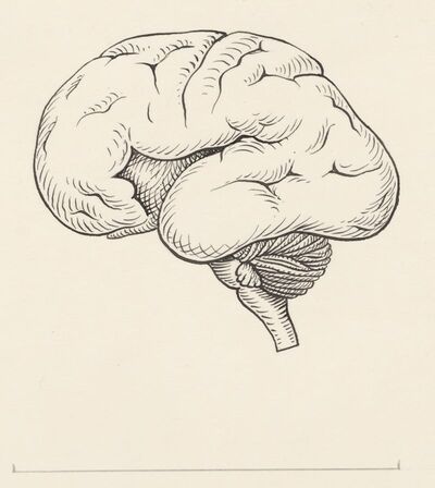 Brain