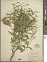 Brickellia eupatorioides (L.) Shinners
