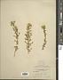 Brickellia microphylla (Nutt.) A. Gray