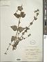 Brickellia paniculata (Mill.) B.L. Rob.