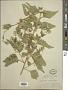 Brickellia rusbyi A. Gray