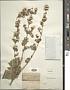 Brickellia sp.