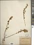 Brickellia veronicaefolia (Kunth) A. Gray