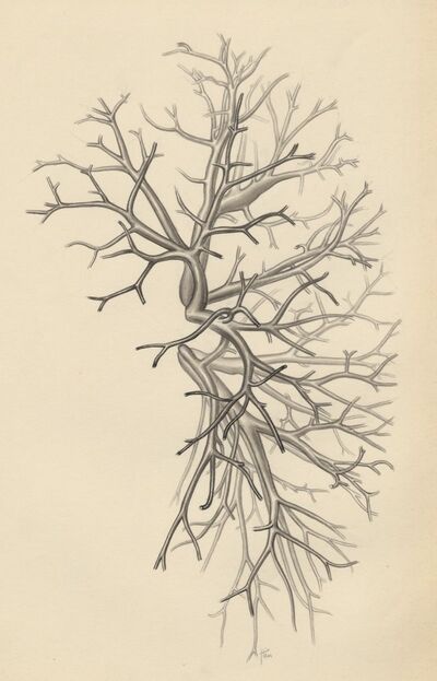 Bronchi