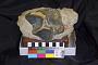 Brontotherium sp