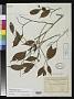 Brosimum angustifolium Ducke