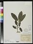 Brosimum glaucifolium Ducke