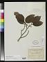Brosimum rigidum Ducke