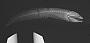 Brosmophycis ventralis Gill