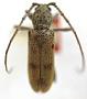 Brothylus castaneus