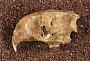 Brotomys voratus Miller