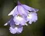 Broughtonia domingensis (Lindl.) Rolfe