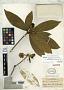 Brunfelsia capitata Benth. in DC.