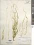 Bryopsis sp.
