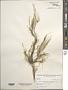 Bryopsis sp.