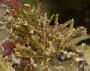 Bryozoa