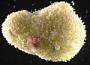 Bryozoa