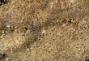 Bryozoa