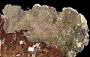 Bryozoa